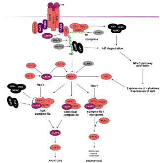 clip_image002.gif http://www.syngenebio.com/repository/image/Oa5L97F7Tiuy-0Y-3WRp5g.png
