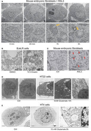 clip_image004.gif http://www.syngenebio.com/repository/image/9WpklWpBTiOz1PtKfayYRQ.png