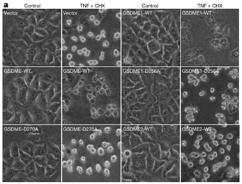 clip_image012.gif http://www.syngenebio.com/repository/image/dLwOyZkWTEqugQew2sAjGw.png